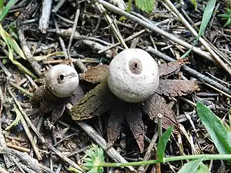 Geastrum pseudolimbatum