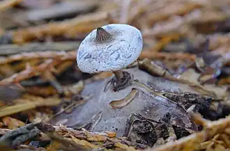 Geastrum striatum