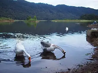 Ganzen in Situ Lembang