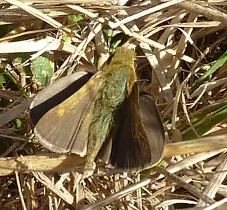 Gegenes letterstedti