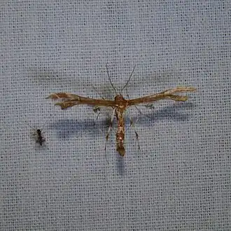 Geina periscelidactylus