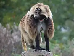 Gelada