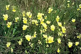 Zinkflora met zinkviooltje