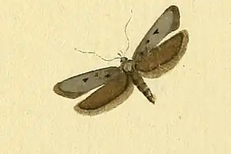 Gelechia asinella