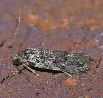 Xenolechia ontariensis