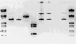 Voorbeeld van de beeldvorming van diverse stoffen in een gel