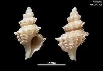 Gemixystus rippingalei