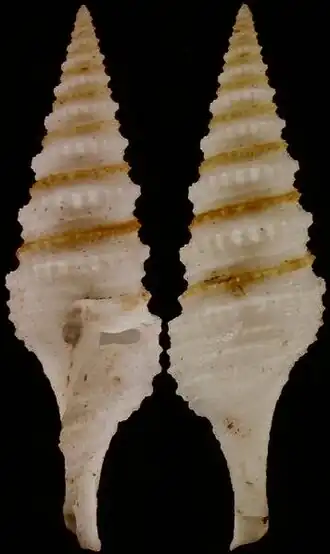 Gemmula damperierana