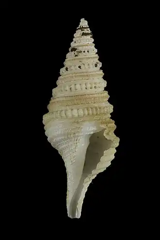 Gemmula diomedea