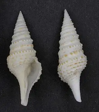 Gemmula granosus