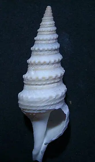 Gemmula vagata