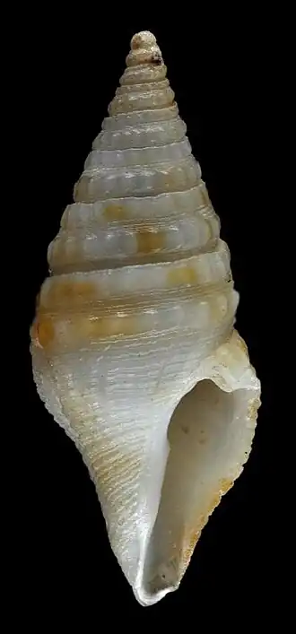 Gemmuloborsonia jarrigei