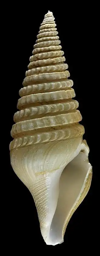 Gemmuloborsonia karubar
