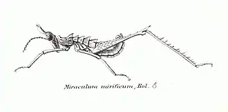 Miraculum mirificum
