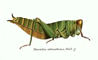 Thericles obtusifrons