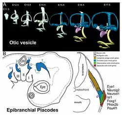 Vorming gehoorblaasje en epibranchiale placode.