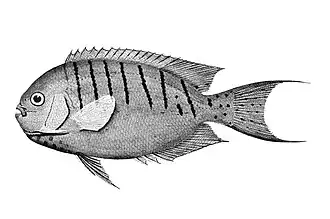 Genicanthus semicinctus