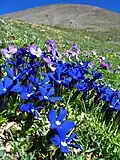 Voorjaarsgentianen (Gentiana verna) op de alpiene graslanden.