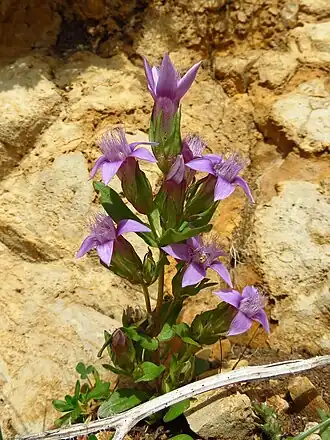 Gentianella anisodonta