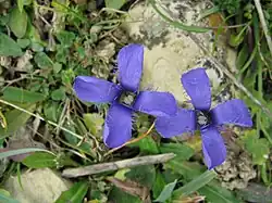 Franjegentiaan, in Nederland een exclusieve soort van het kalkgrasland