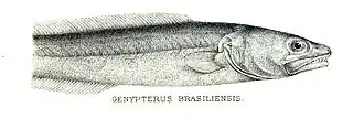 Genypterus brasiliensis