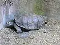 Een galapagos- reuzenschildpad