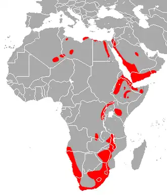 Rhinolophus clivosus