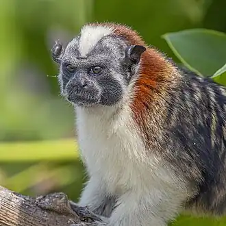 Roodnektamarin