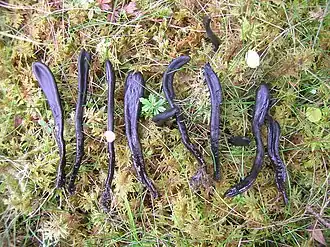 Veelseptige aardtong