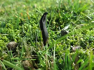 Kortsporige aardtong