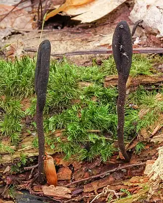 Langstelige aardtong