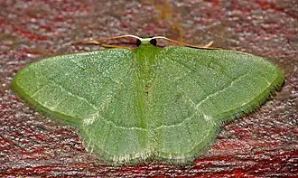 Chlorissa attenuata