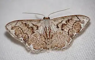 Idaea subfervens