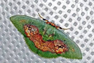 Pyrochlora rhanis