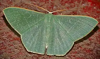 Thalassodes quadraria