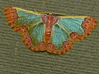 Zamarada transvisaria