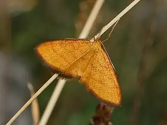 Idaea flaveolaria