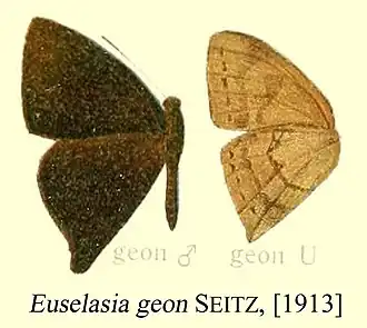 Euselasia geon