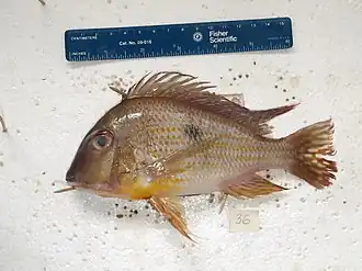 Geophagus neambi