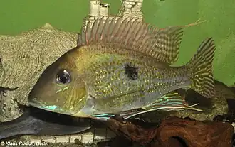 Geophagus sveni