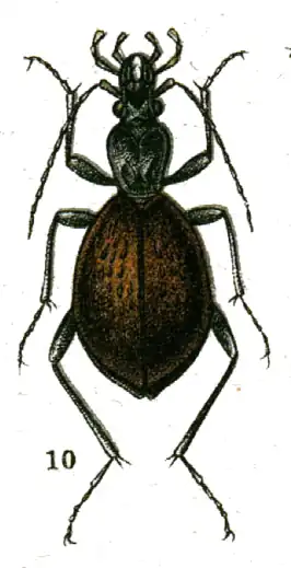 Cychrus aeneus