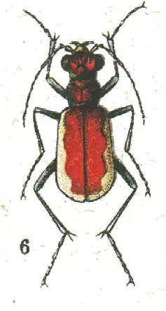 Cicindela lacteola