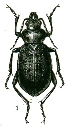 Calosoma denticolle