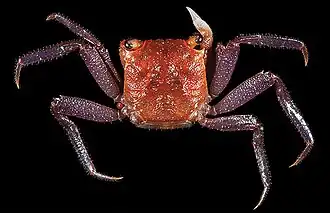 Geosesarma danumense