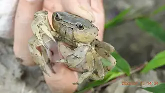 Geothelphusa ancylophallus