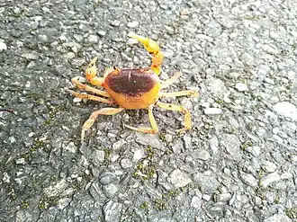 Geothelphusa bicolor