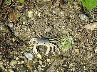 Geothelphusa cinerea