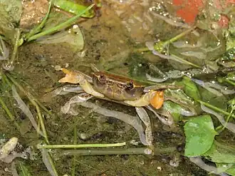 Geothelphusa eucrinodonta