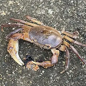 Geothelphusa grandiovata