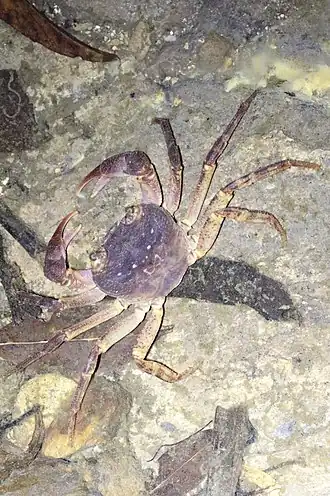 Geothelphusa tenuimanus